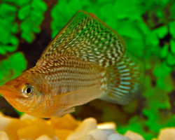 Mollie/Poecilia Velifera L