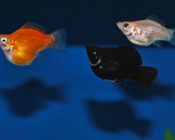 Poecilia Sphenops Balloon Mix S/M