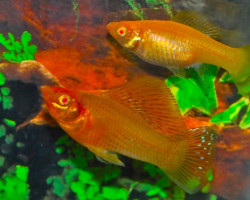 Poecilia Latipinna Gold S