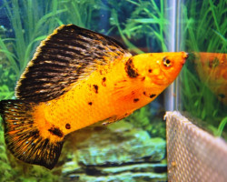 Poecilia Latipinna Red Leopard S