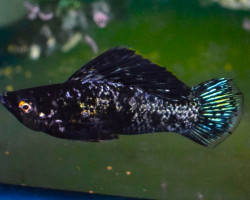 Poecilia Velifera Black Marble Xl