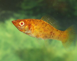 Mollie/Poecilia Velifera Dalmata Gold L