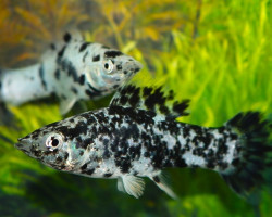 Poecilia Latipinna Marble Mix S