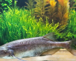 Marcusenius Angolensis L