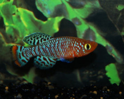 Nothobr. Rachovii Beira 98 M