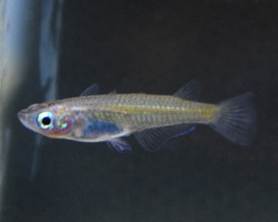 Oryzias Latipes Tancho S