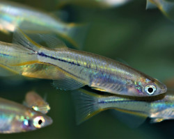 Oryzias Celebensis M