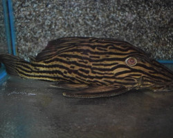 L027 Panaque Cf. Armbrusteri Xingu Show