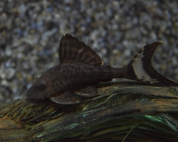 L203 Panaque Schaeferi M