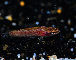 Parosphromenus Parvulus M