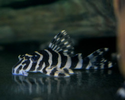 L134 Peckoltia Compta M