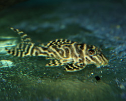 L287 Hypancistrus Sp. S/M