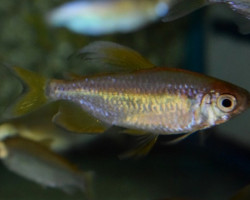 Alestopetersius Nigropterus L