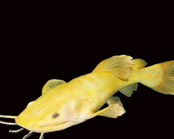 Phractocephalus Hemioliopterus Platinum S