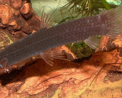 Phractolaemus Ansorgei M