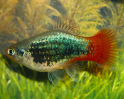 Platy Neon Blue Spotted M