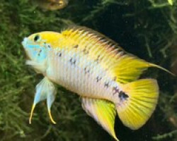 Apistogramma Alacrina Rio Ariari F1 M
