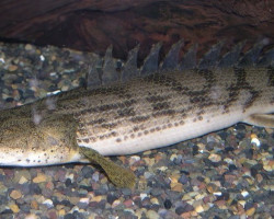 Polypterus Endlercheri Congicus L