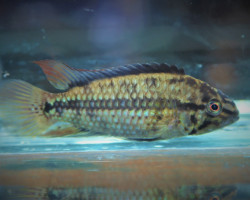 Apistogramma Kullanderi F1 M