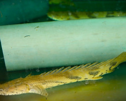 Polypterus Endlicheri Guinea L
