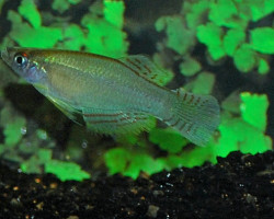 Procatopus Nototaenia Edea L