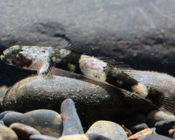 Schismatogobius Ampluvinculus M