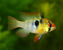 Mikrogeophagus Ramirezi Asia Bred M