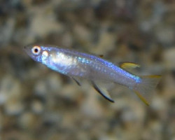 Pseudomugil Cyanodorsalis M