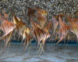 P. Scalare Santa Isabel L