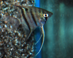 Pterophyllum Leopoldi M