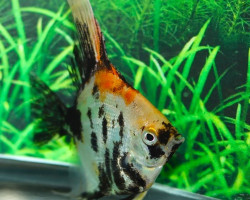 P. Scalare Orange Panda Xl