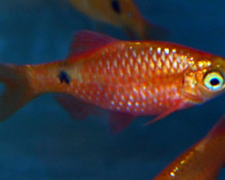 Puntius Conchonius Neon Gold M