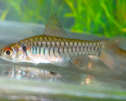 Clypeobarbus Congicus M