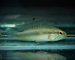 Apistogramma Iniridae M
