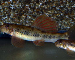 Microphysogobio Tafangensis L