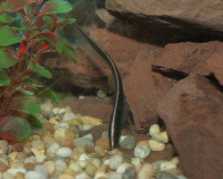 Sternarchella Schotti M