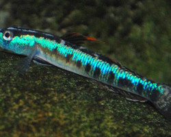 Stiphodon Percnopteygionus L