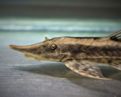 Sturisoma Robustum Xl