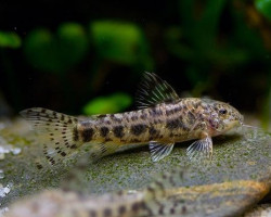 Aspidoras Spilotus M