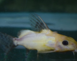 Synodontis Nigrita Gold/Black L