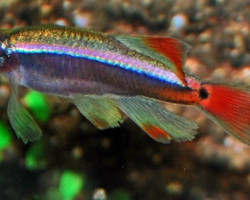 Tanichthys Albonubes Long Fin M