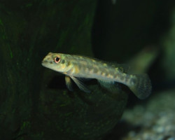 Teleocichla Centrarchus M
