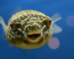 Tetraodon Mbu M (8-10Cm)