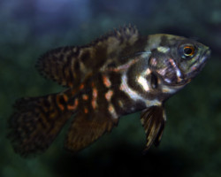 Astronotus Ocellatus Mix  S