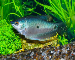 Trichopodus Trichopterus L