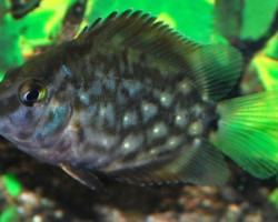 Uaru Amphiacanthoides S