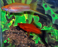 Xipho. Helleri Hifin Lyra Mix M/L