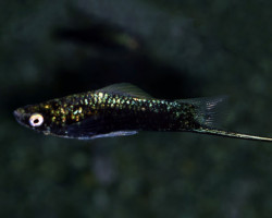 Xipho. Helleri Black L