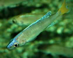 Cyprichromis Leptosoma Mpulungu M