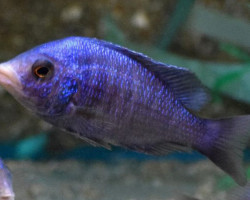 P. Phenochilus Mdoka White Lips M/L